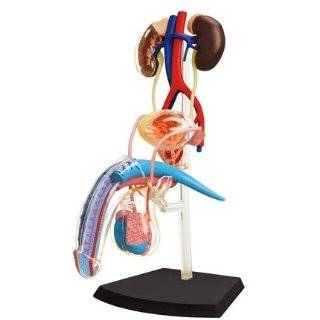   4D Vision Human Female Reproductive Anatomy Model Toys & Games