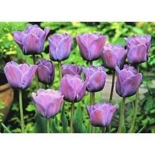 Aimable Blue Tulip Seed Pack