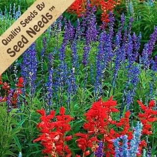 150 Seeds, Sage Glory Mixture (Salvia coccinea & farinacea) Seeds By 