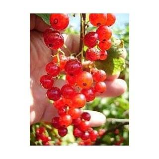  10 Hawthorn Berry Tree Seeds Crataegus Laevigata Patio 