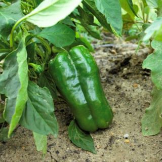 2 Live Sweet Bell Pepper Plants Big Bertha Organic Heirloom Vegetable Seed