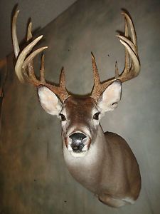 Big 12pt South Texas Brush Whitetail Deer Head Mount Antlers Sheds Taxidermy