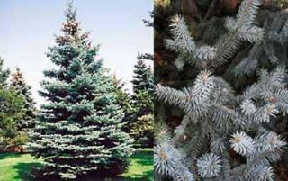 Colorado Blue Spruce Picea Pungens glauca Seeds