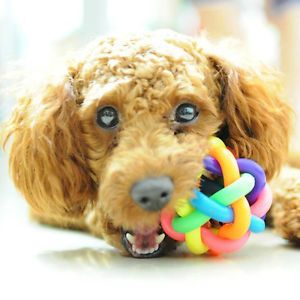 1x Dog Puppy Cat Pet Round Ball Toy Rainbow Colorful Rubber Bell Sound Playing