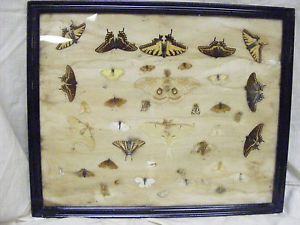 Hand Made Real Butterfly Moth Art Insect Glass Cover Framed Display Board Old