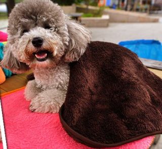 ★new Putty Pet Dog Cat Soft Velvet Blanket Covers Bed Mat