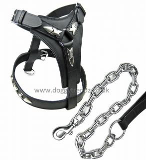 Gladiator Leather Dog Harness and Chain Lead Set Staff English Bull Terriers