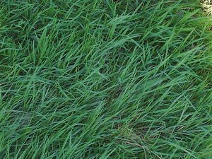No Mow Grass Seed Get The Cutting Edge in Lawn Care Less Mowing Watering Weeds
