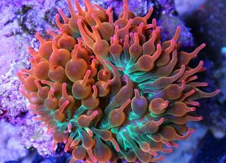 Ultra Rainbow Rose Bubbletip Anemone Saltwater Live Coral Reef