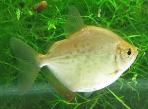 Silver Dollar Live Freshwater Aquarium Fish