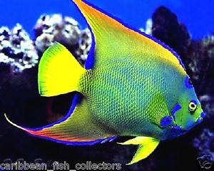 Queen Angelfish Large Live Saltwater Fish