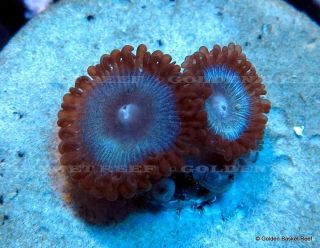 Live Coral 2 Heads Exotic Miami Vice Morph Zoanthid Polyp