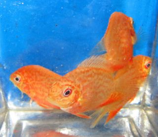 Super Red Severum Cichlid Live Freshwater Fish