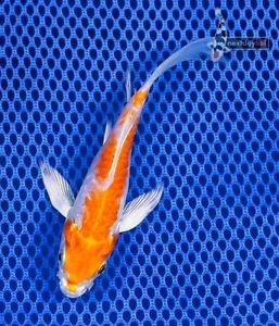 Live Butterfly Koi Fish