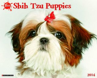 Just Shih Tzu Puppies Wall Calendar 2014