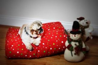 Pet Dog Cat Rabbit Christmas Crate Cabana Cover Snoozer Small with Pillow