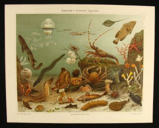 19c Antique Aquarium Life Sea World Seabed Seashells Art Lithography Litho Print