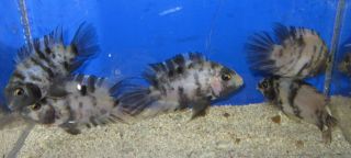 1 Marble Male Convict Cichlid for Live Freshwater Aquarium Fish