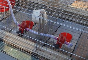 4 Drinker Cups Automatic Waterers for Poultry Rabbits Finches Easy to Use