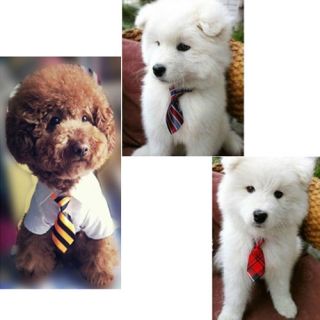 Pet Dog Cat Poodles Teddy Boys Kids Handsome Bow Tie Necktie Clothes 2012 M230