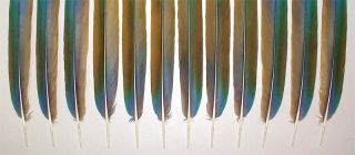 12 Long Wide Hybrid Catalina Macaw Tail Feathers Fan Set
