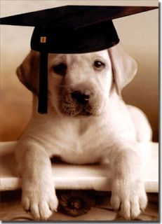Puppy with Grad Cap Funny Graduation Card Greeting Card by Avanti Press