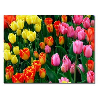 Trademark Art Multi Colored Tulips Canvas Art