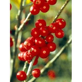   Red Winterberry Holly Ilex Broadleaf Evergreen Patio, Lawn & Garden
