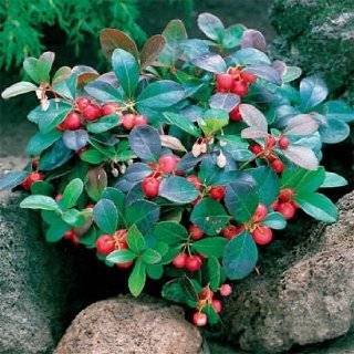  Wintergreen Plant with Edible Berries   Gaultheria 