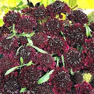 Ace of Spades Scabiosa 50 Seeds   Gothic   Perennial