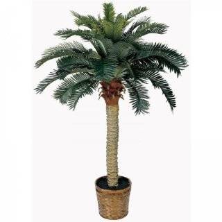  4 ft. Sago Silk Palm Tree